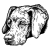 Braque du Bourbonnais Portrait