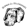 Braque du Bourbonnais Portrait