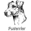Foxterrier Glatthaar Portrait