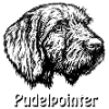 Pudelpointer Portrait