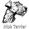 Irish Terrier Portrait