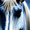 white horse