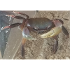 Mr Crab the Crab