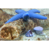 Blauer Seestern