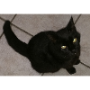 Black cat
