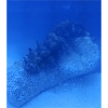 Sea roller
