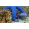 Blauer Seestern