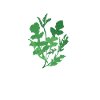 Murmure de roquette