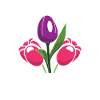 Tulipes Humour Tulipes