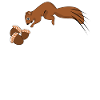 Eichhörnchen Nüsse Squirrel
