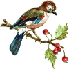 Bunter Vogel