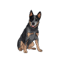 Australian Cattle Dog
