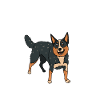 Australian Cattle Dog