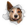 Australian Cattle Dog