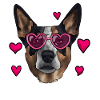 Australian Cattle Dog
