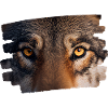 Wolfsgesicht / Wolfskopf / Wolfslook