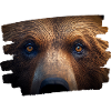 Bear face / bear head