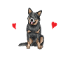 Australian Cattle Dog