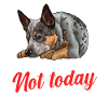 Australian Cattle Dog