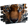Tiger face / tiger head