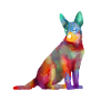 Australian Cattle Dog