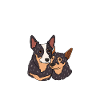 Australian Cattle Dog