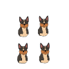 Australian Cattle Dog