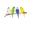 Pretend i am a Parakeet