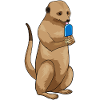 Meerkat popsicles