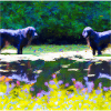 Flat Coated Retriever Monet Seerosenteich