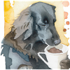 Flat coated retriever drinking coffee