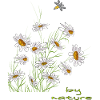 Chamomile, by nature