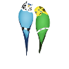 Budgerigar Paire Coeur