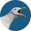Funny bird