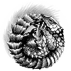Armadillo girdled lizard