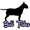 american staff, bit bull