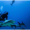 Divers with sharks