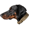 Dobermann, Hund, dog, doglover