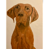 Magyar vizsla