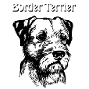 Border Terrier Portrait