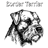 Border Terrier Portrait #2