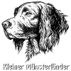 Kl. Münsterländer - Portrait