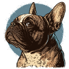 Bouledogue français