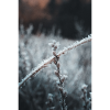 Frost