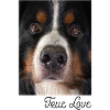Face Bernese Mountain Dog