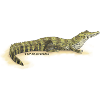 Baba (Caiman crocodilus)