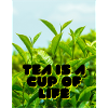 CUP OF LIFE