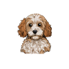 cavapoo dog, cavapoo