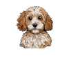 cavapoo dad, cavapoo