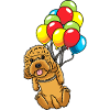 Cockapoo dog with balloons